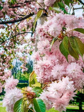 Bahçedeki güzel pembe çiçekler