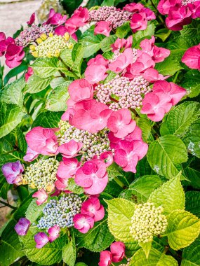 Bahçedeki güzel çiçekler