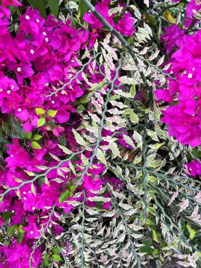 Bahçedeki güzel çiçekler