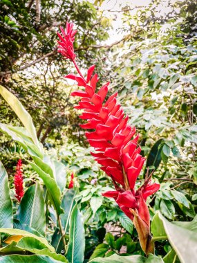 Güzel botanik fotoğrafı, doğal duvar kağıdı.