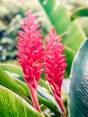 Pembe çiçeğe yaklaş.