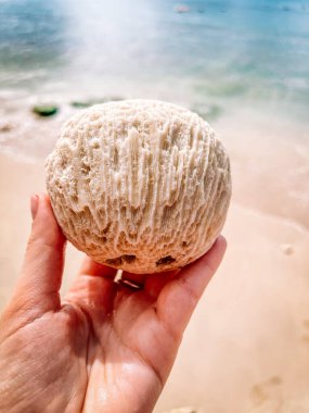 Bir hindistan cevizi parçasını tutan bir elin yakınına.