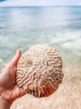 Kumsalda deniz kabuğunu tutan bir el.
