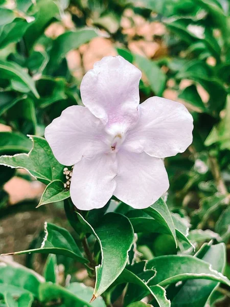 Güzel botanik fotoğrafı, doğal duvar kağıdı.