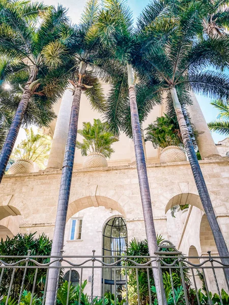 Parktaki palmiye ağaçları