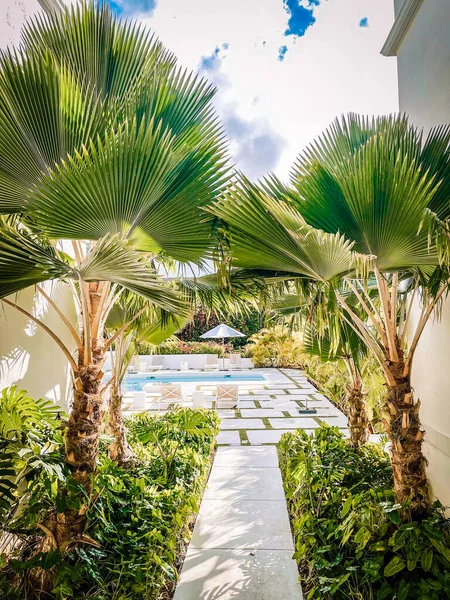 Parktaki palmiye ağaçları