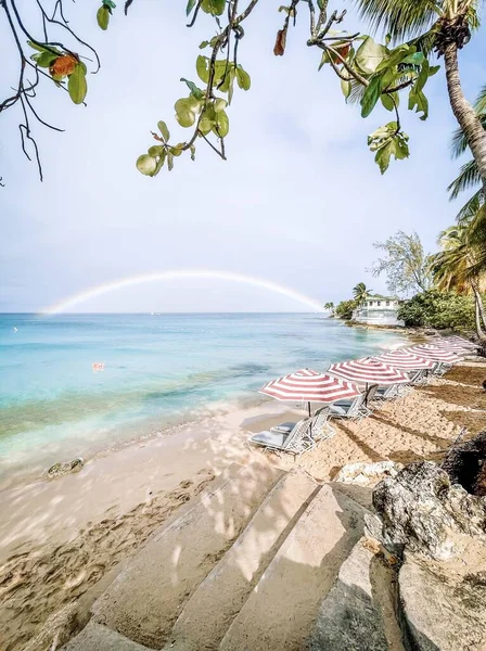 Palmiye ağaçları ve denizi olan güzel bir sahil.