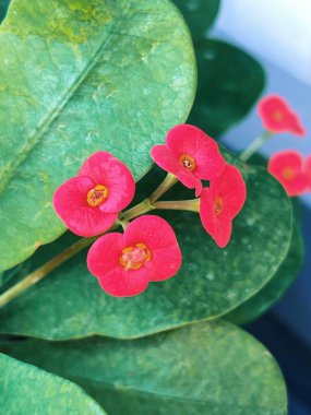 Güzel botanik fotoğrafı, doğal duvar kağıdı.
