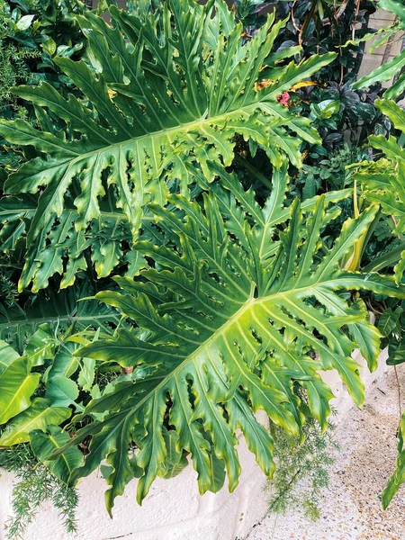 Grüne Blätter Einer Pflanze Garten — Stockfoto