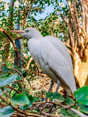 Hayvanat bahçesindeki beyaz kuş