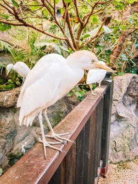 Hayvanat bahçesinde beyaz pelikan