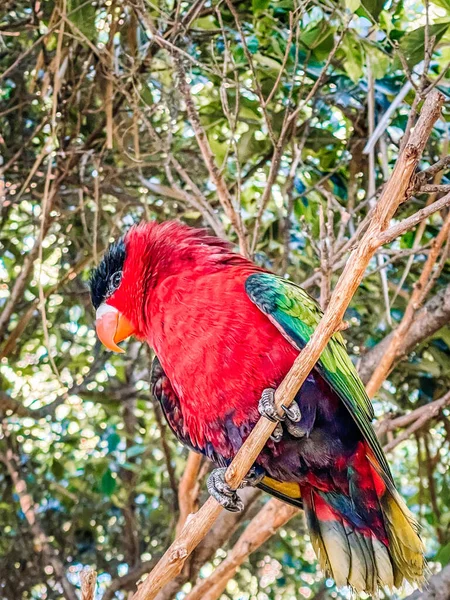 Närbild Bild Vacker Macaw Fågel — Stockfoto