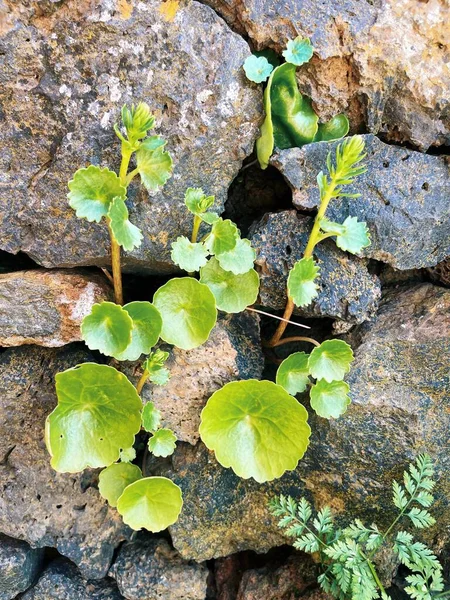 green ivy on the ground