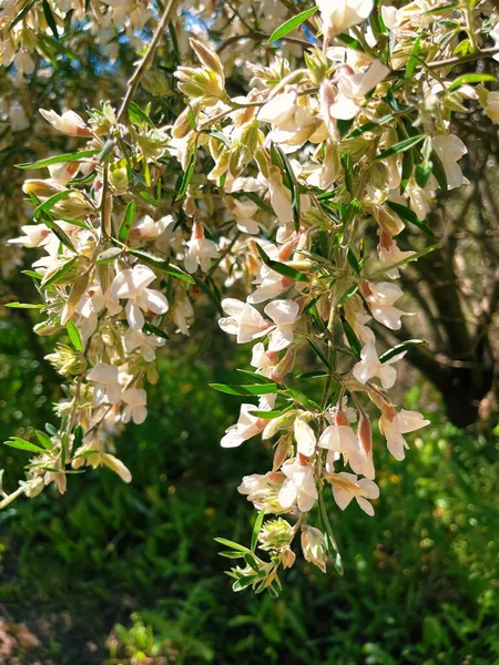 Schöne Blüten Des Apfelbaums Frühling — Stockfoto