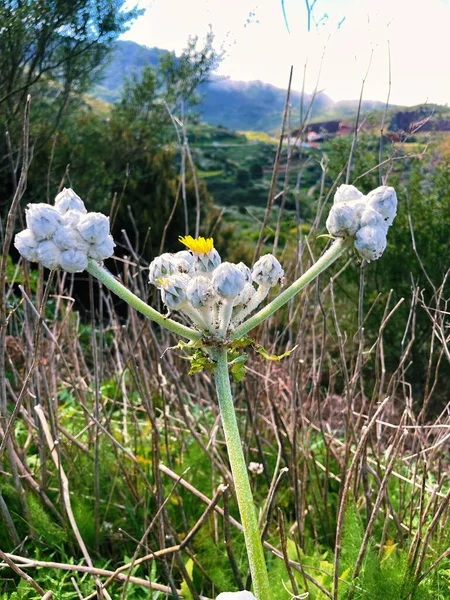 Tarladaki güzel çiçekler