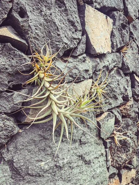 Güzel botanik fotoğrafı, doğal duvar kağıdı.