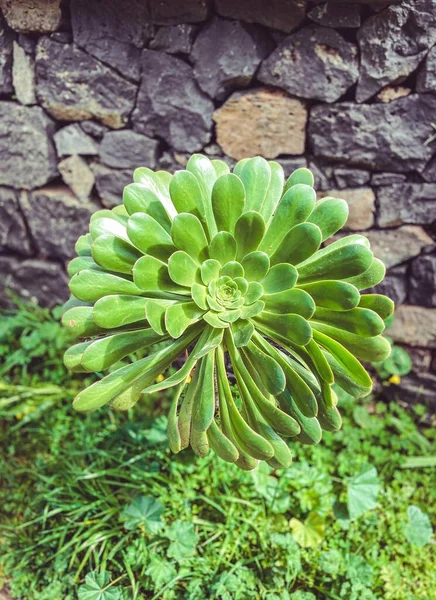 Güzel botanik fotoğrafı, doğal duvar kağıdı.