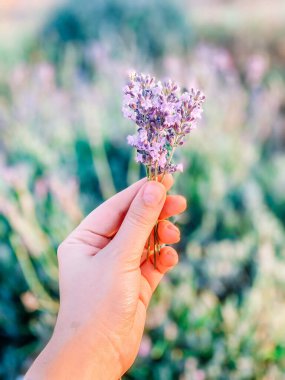 Bahçede bir lavanta çiçeğini tutan el.