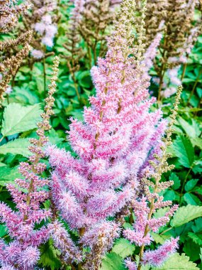 Ağaçların arka planında yeşil çimenler, bir çiçek