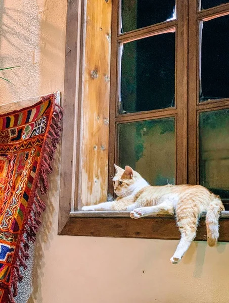 Кошка Сидит Улице — стоковое фото