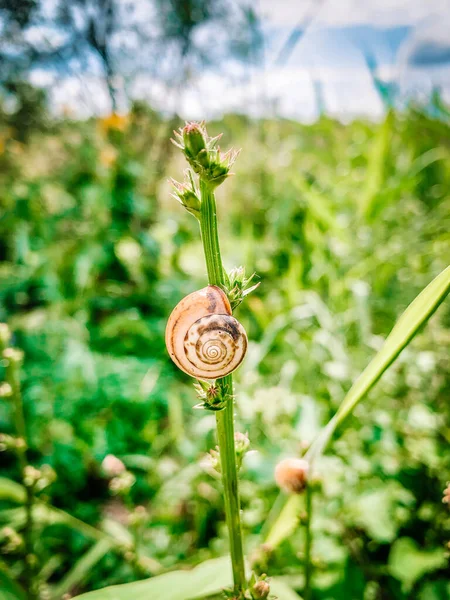Snail Grass — Stock Photo, Image