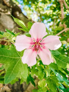 Bahçedeki güzel pembe çiçekler
