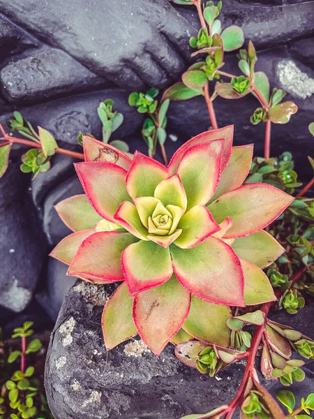 Güzel botanik fotoğrafı, doğal duvar kağıdı.