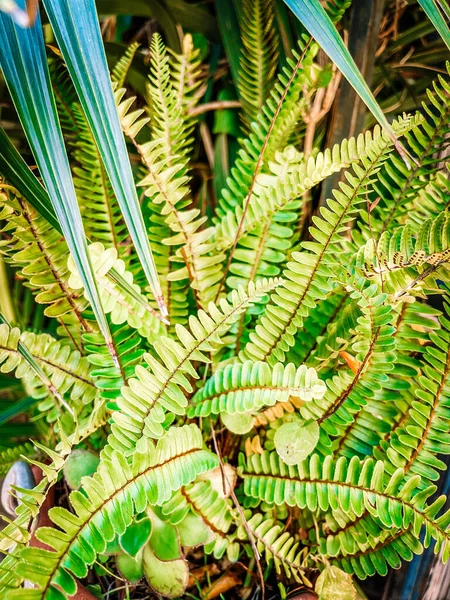 Zöld Levelek Egy Növény Kertben — Stock Fotó