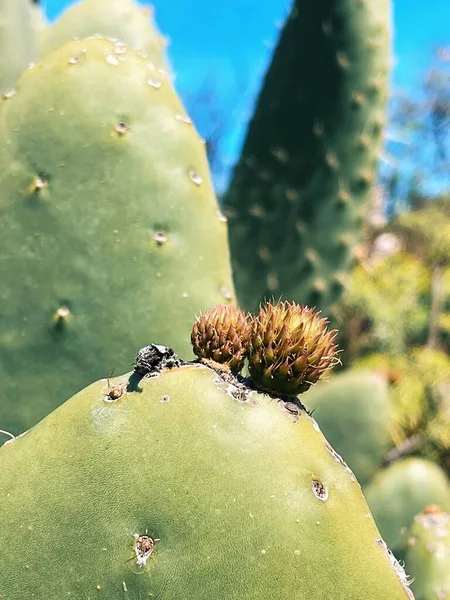 Nahaufnahme Eines Stacheligen Kaktus — Stockfoto