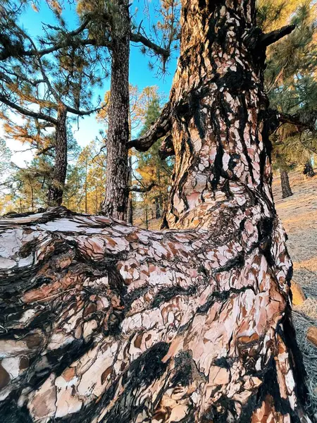Eine Schöne Aufnahme Von Bäumen Einem Kiefernwald — Stockfoto