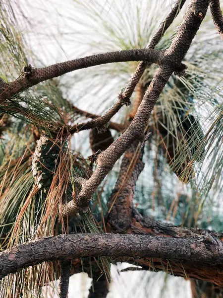 Göldeki ağaç gövdesi