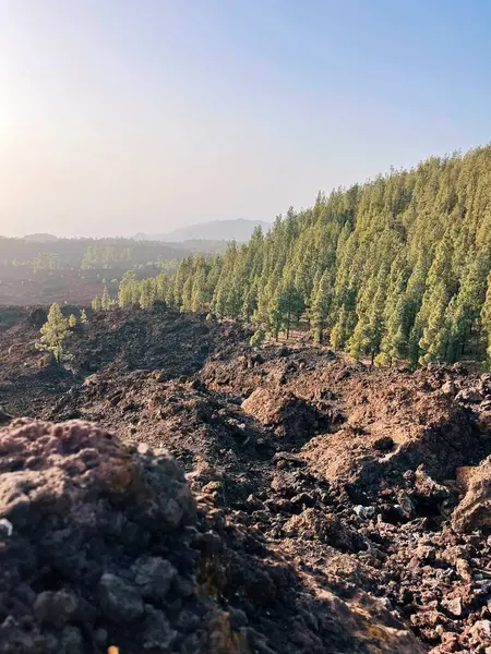 Tarlada genç bir adamın yakın plan fotoğrafı. Uzakta büyük bir dağ külüyle.