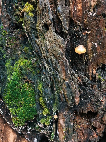Tronco Árvore Com Casca — Fotografia de Stock