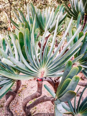 Güzel botanik fotoğrafı, doğal duvar kağıdı.