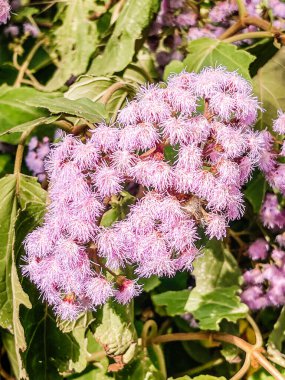 Bahçedeki güzel çiçekler