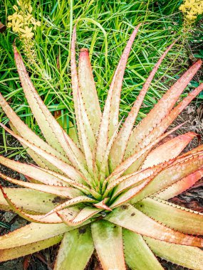 yeşil yapraklar, bitkiler ve yapraklar