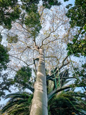 Parktaki bir ağacın yeşil yaprakları