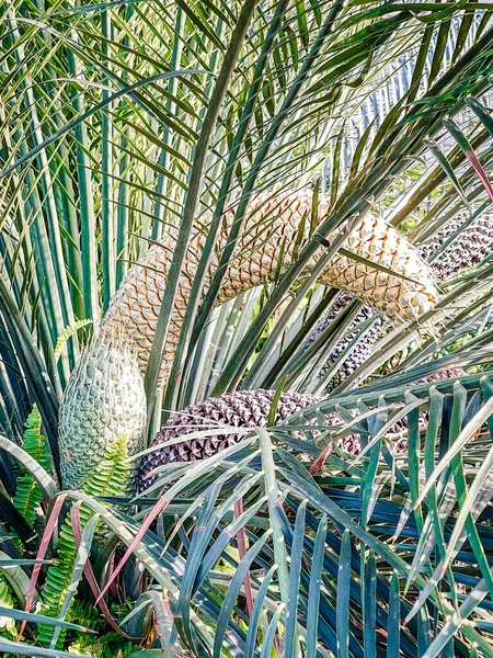 Palmeira Com Folhas Verdes Jardim — Fotografia de Stock