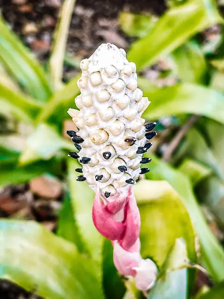 Nahaufnahme Einer Schönen Weißen Blume — Stockfoto