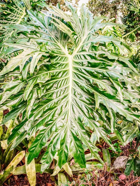Zöld Levelek Egy Növény Kertben — Stock Fotó