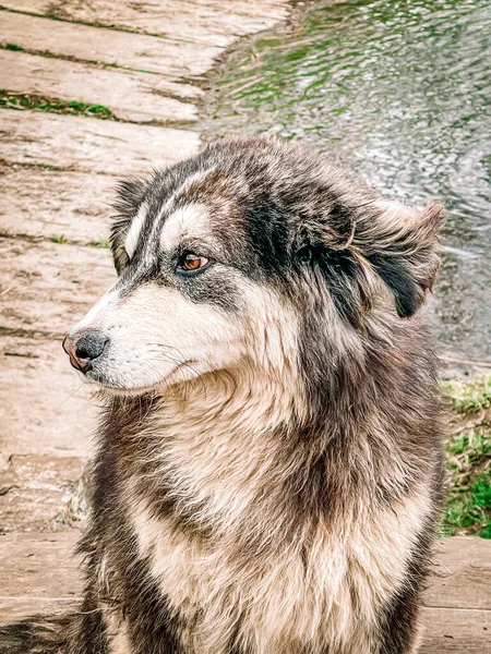 Tasmalı bir parkta köpek portresi.