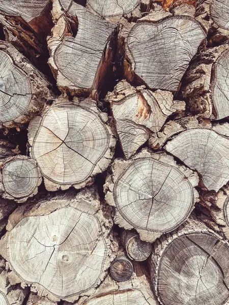 kesik günlüklü ahşap bir kütüğün dokusu