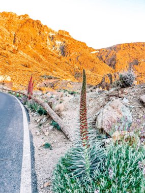 Negev vadisinde yol, tenerife, kanarya adaları, İspanya