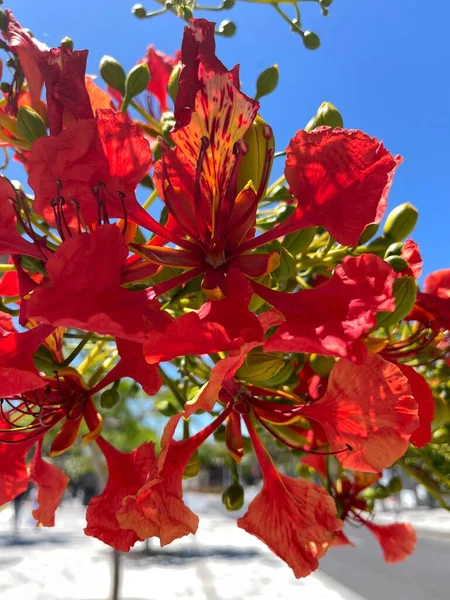 정원에 붉은색 — 스톡 사진