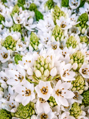 Bahçede beyaz çiçekler