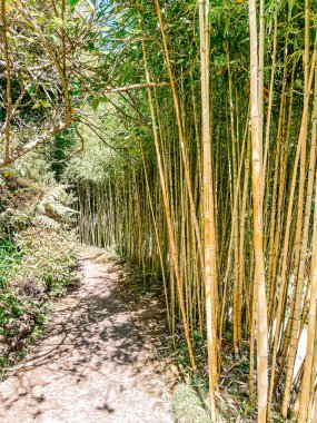 Ormandaki bambu ormanı