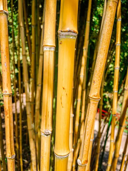 Bambuskog Parken — Stockfoto