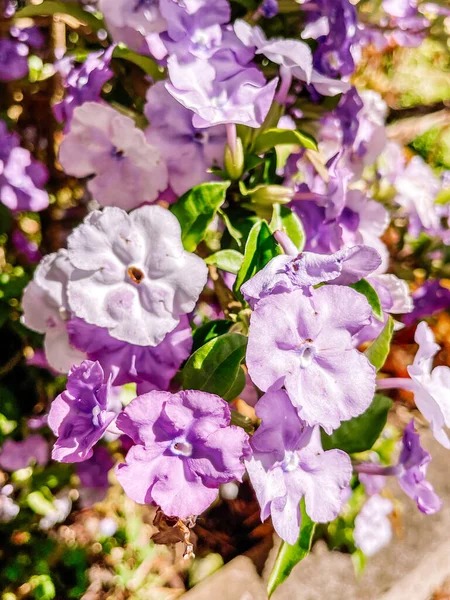 정원에 아름다운 자주색 — 스톡 사진