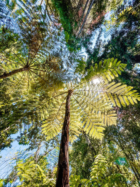 прекрасный вид на лес