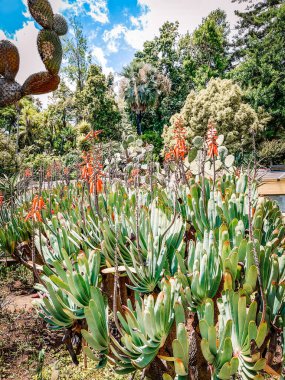 Güzel botanik fotoğrafı, doğal duvar kağıdı.